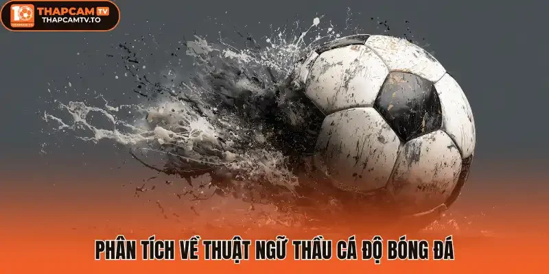 Phân tích về thuật ngữ thầu cá độ bóng đá 