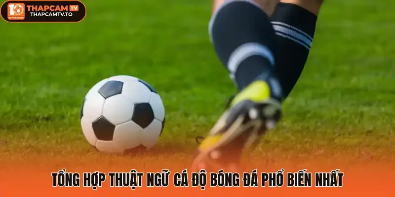 Tổng hợp thuật ngữ cá độ bóng đá phổ biến nhất